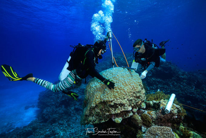 A photograph of bleached white coral in the Great Barrier Reef.